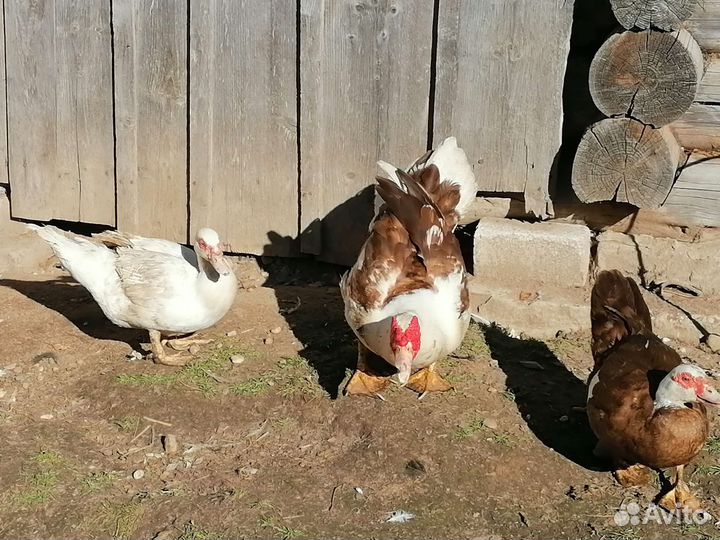 Мускусные утки (индоутки)