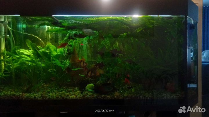 Аквариумные рыбки