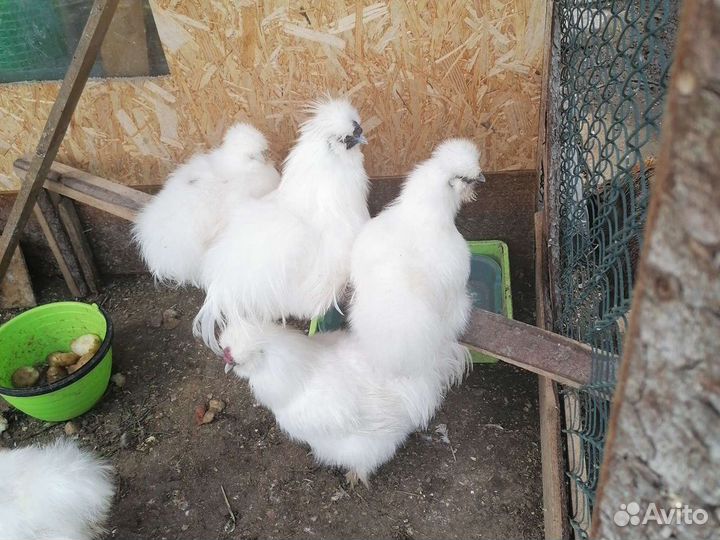 Павлины и индюки