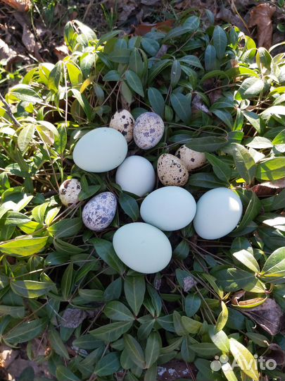 Яйца от племенных кур Лакиданзи на инкубацию