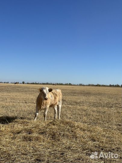 Телята бычки подсосные