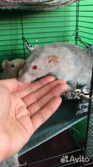 Крысы самки в добрые руки