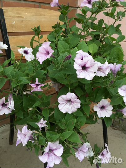 Петуния ампельная рассада