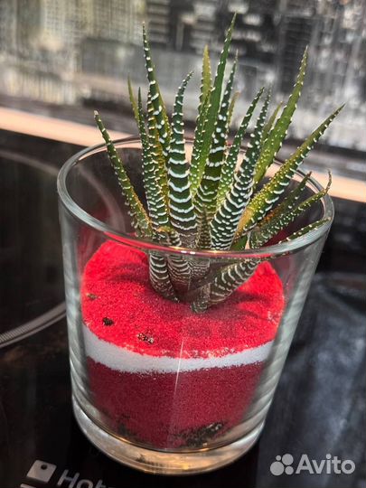 Флорариум мини