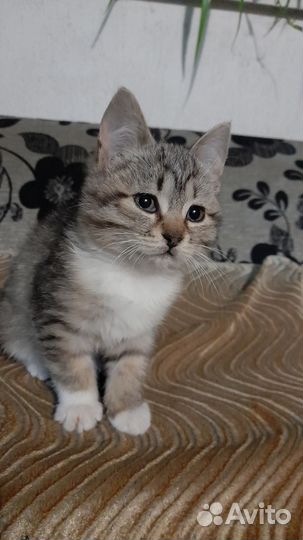 Кошки в добрые руки бесплатно
