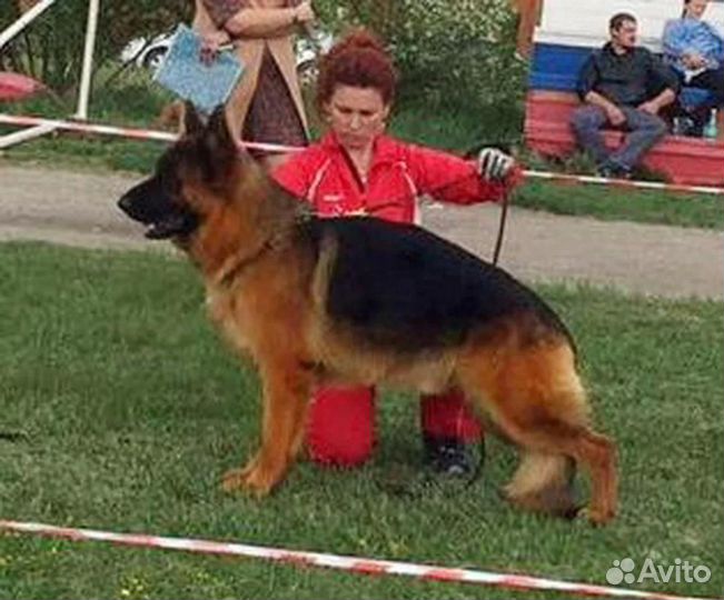 Щенки немецкой овчарки с доставкой