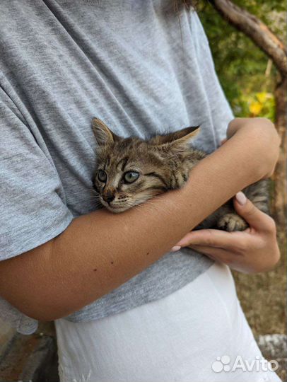 Котенок в добрые руки