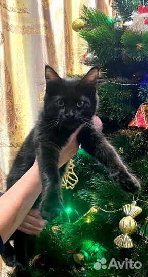 Котенок Мейн-кун