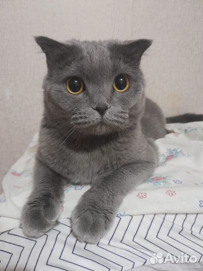 Кошечка в добрые руки