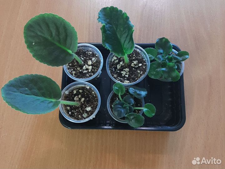 Сортовые фиалки