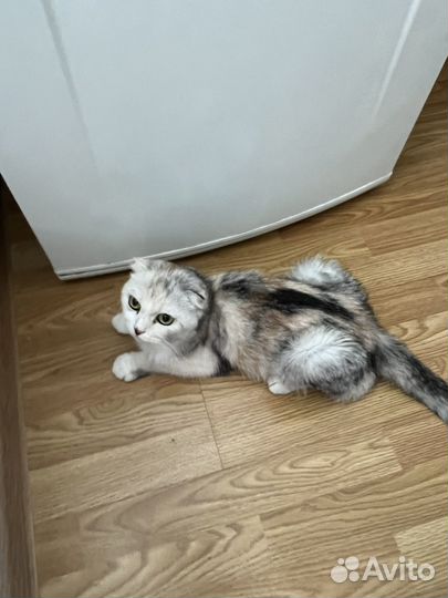 Кошка
