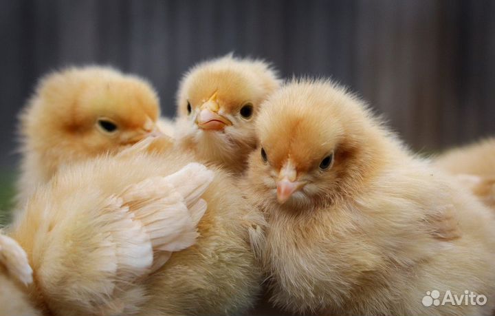 Суточные цыплята бройлеры с доставкой