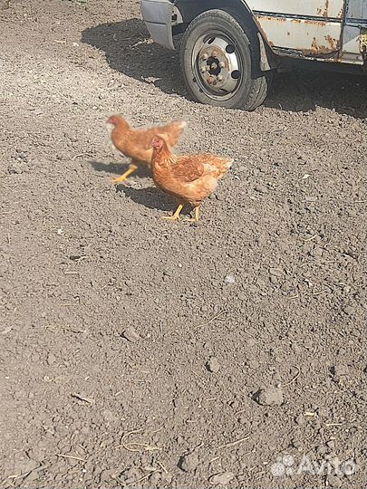 Куры, петухи