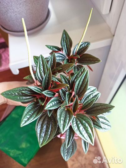 Пеперомия Россо