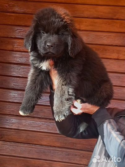 Ньюфаундленд