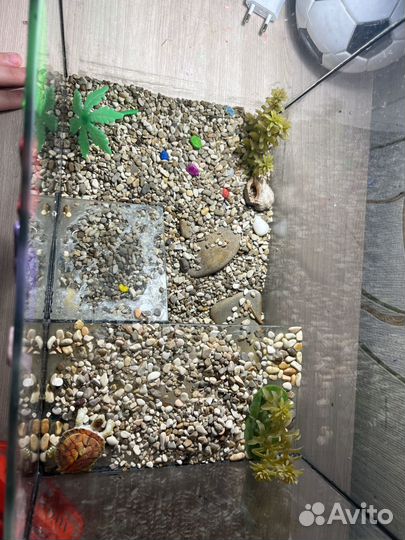 Аквариум для черепах