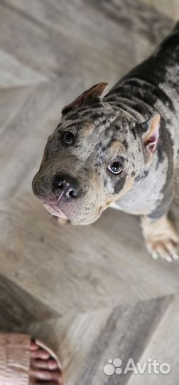 Экслюзивный разноглазый Ам Булли