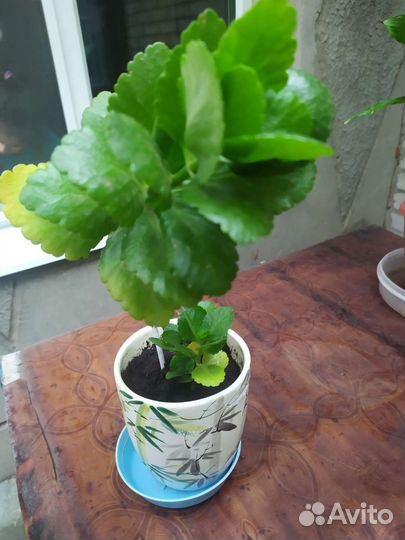 Каланхоэ