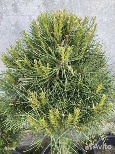 Продается сосна