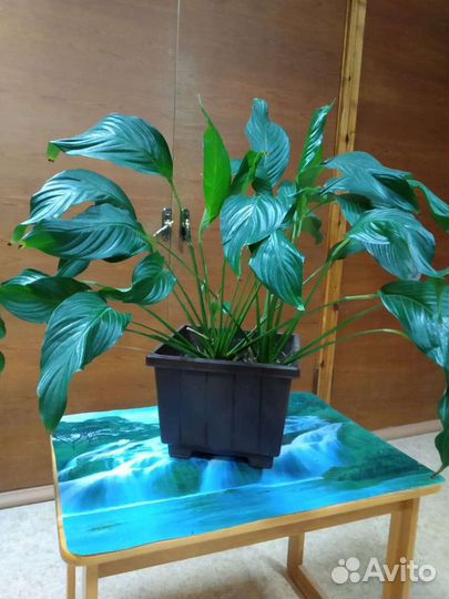 Спатифиллум