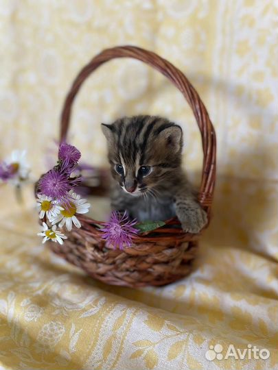 Котята дальневосточного лесного кота