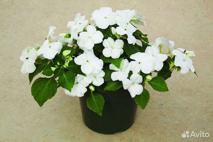 Импатиенс ампельный (бальзамин)