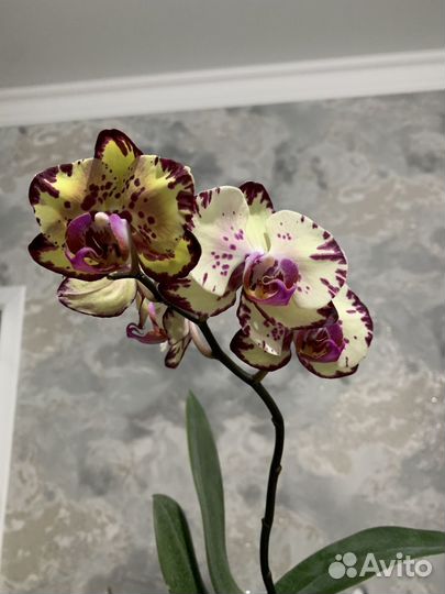Орхидея фаленопсис
