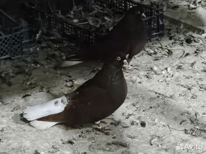 Голуби николаевские красные белохв крытые