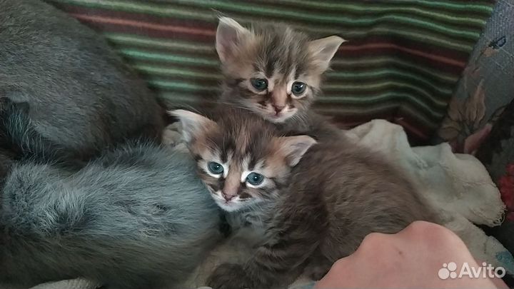 2 прекрасных девочки ищут семью