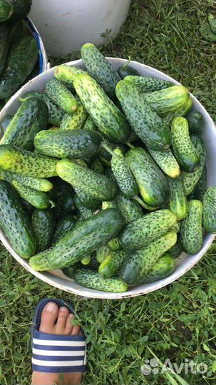Огурцы грунтовые для рассола