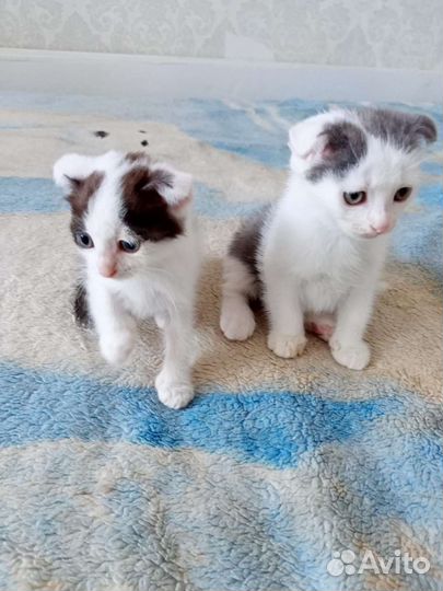 Котята вислоухие