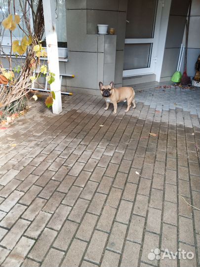 Вязка собак