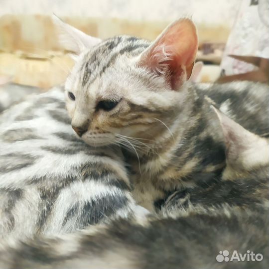 Бенгальская