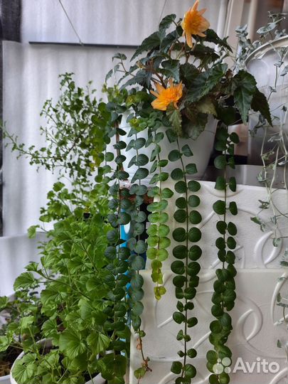 Бегонии в кашпо