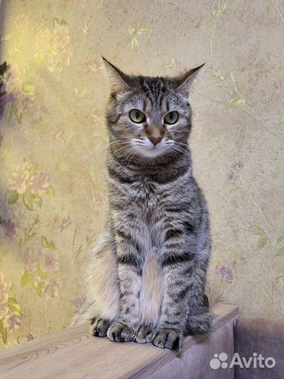 Кошечка домашняя