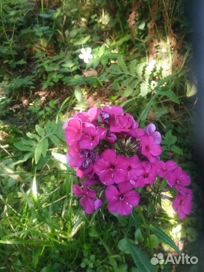 Продать растения