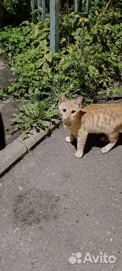 Котенок с особенностями ищет дом