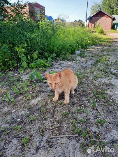 Котята в добрые руки бесплатно