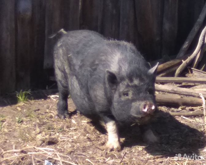 Кабан вьетнамский вислобрюхий и его поросята