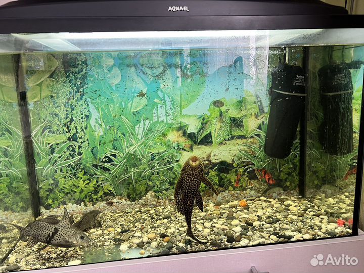 Аквариум