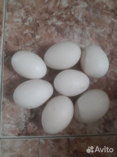 Яйца индоутки, и курей павловское серебро