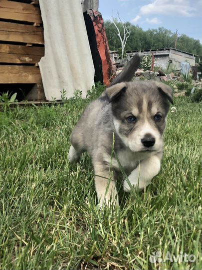 Собаки хаски