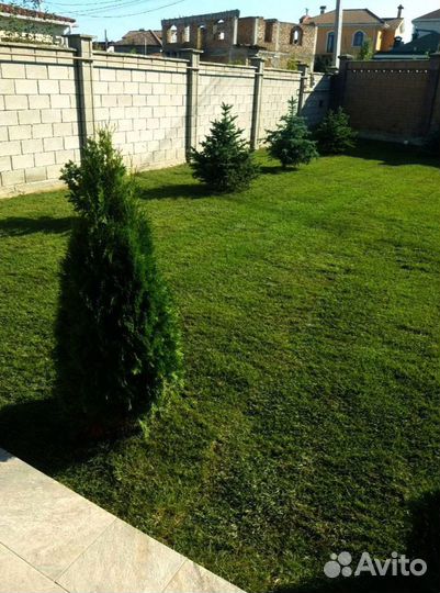 Рулонный газон от производителя