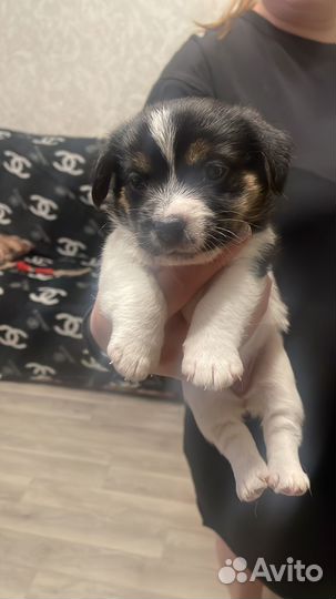 Продам щенков Джек Рассел терьер