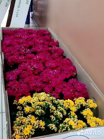 Каланхоэ цветущий