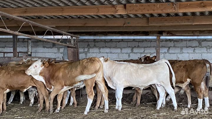 Продаются бычки