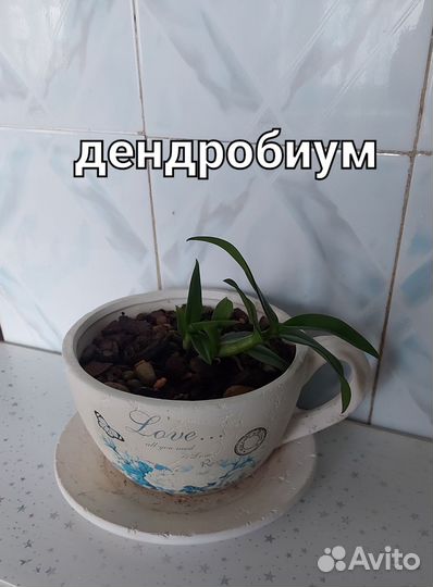 Комнатные цветы