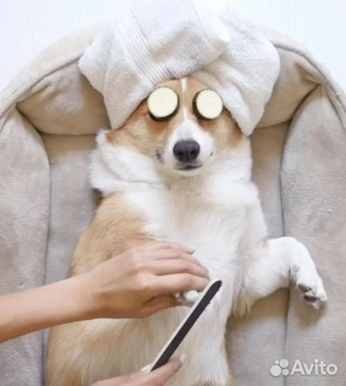 Передержка, зооняня, догситтер