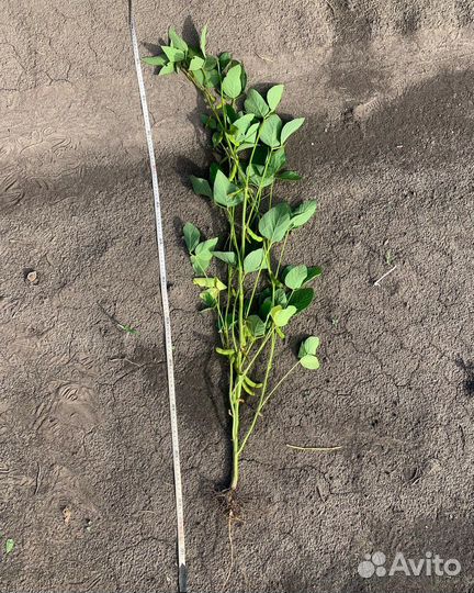 Семена сои ес Фавор