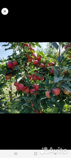 Яблоки,сорт Гала